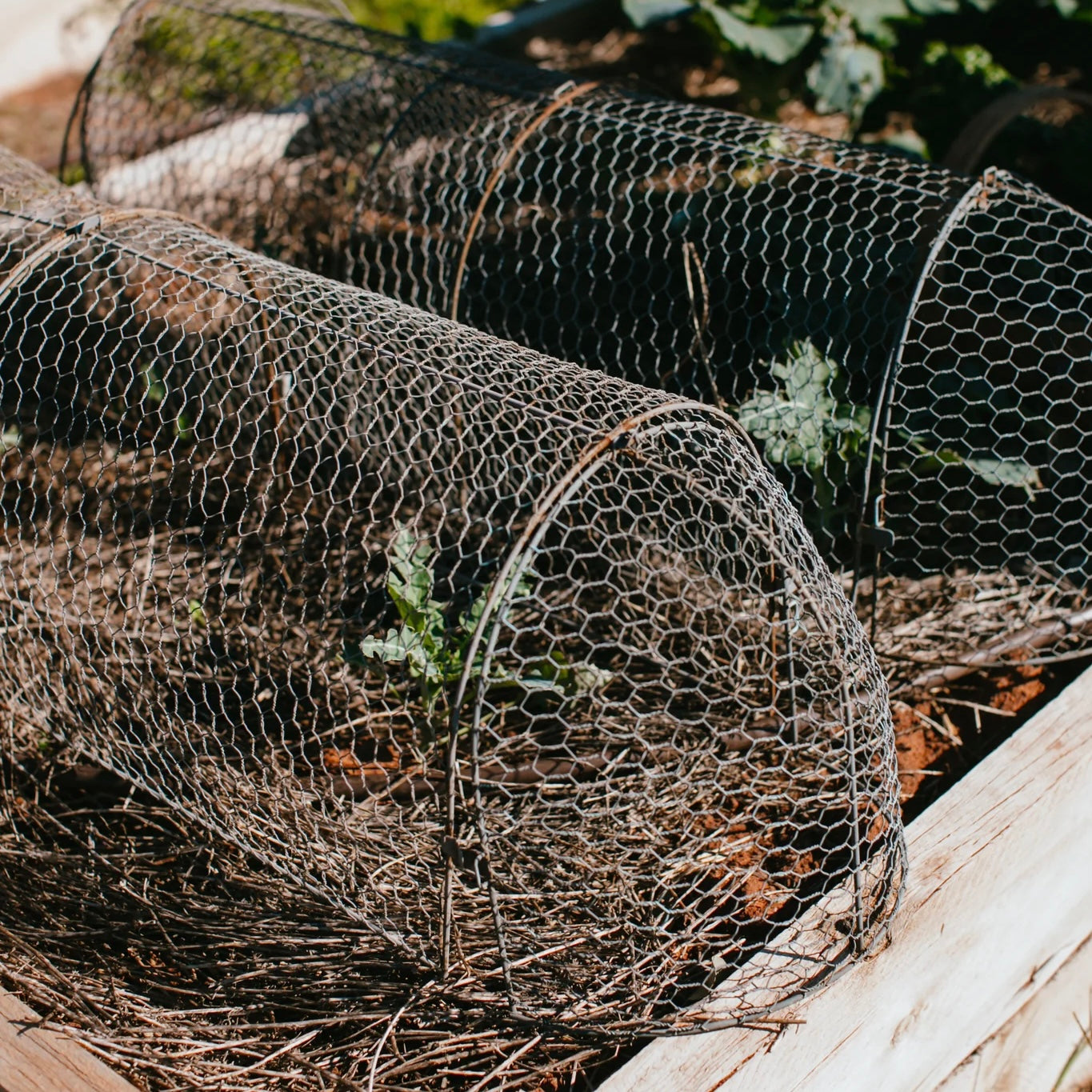 Wire Cloche Tunnel