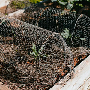 Wire Cloche Tunnel
