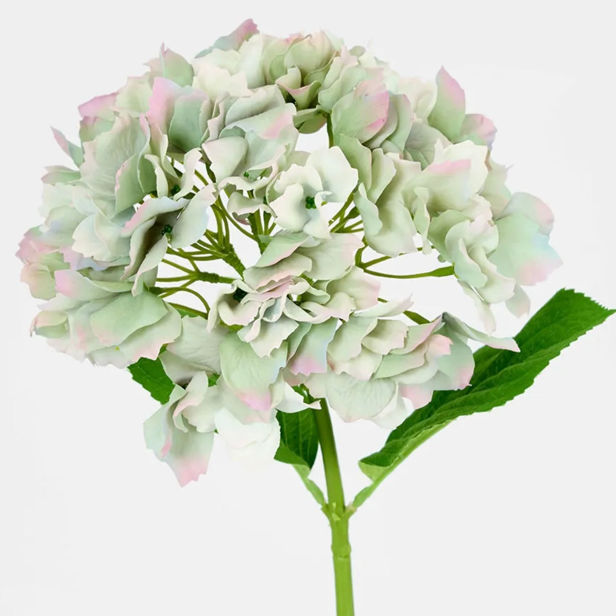 Hydrangea Stem