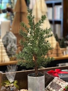 Potted Fir Tree.