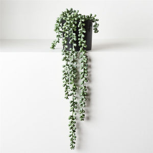 String of Pearls pot