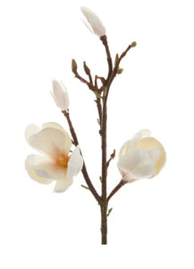 Magnolia 60cm